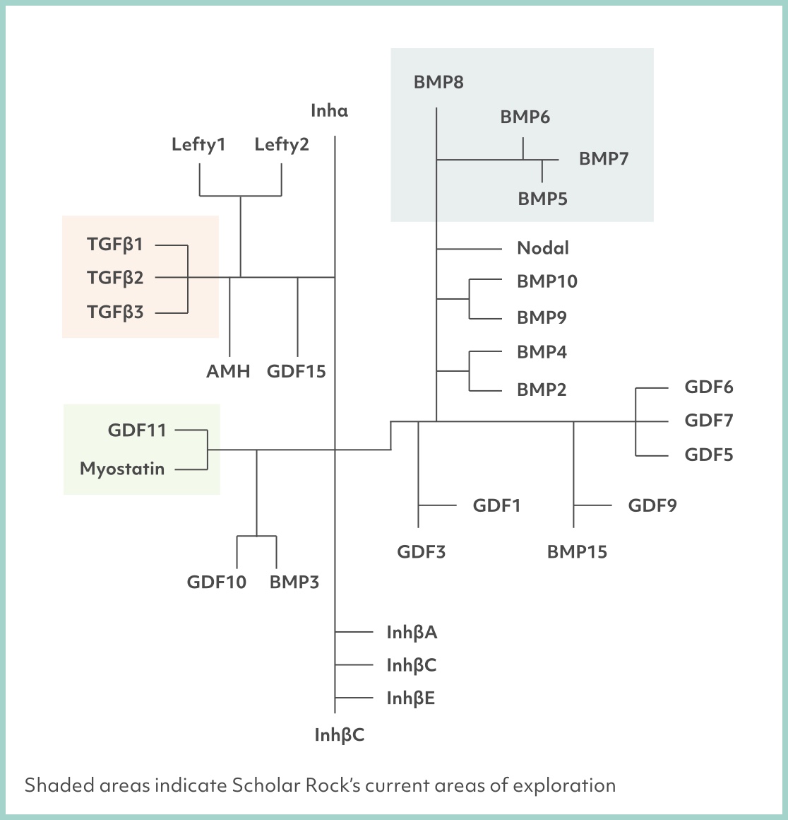Chart depicting the TGFβ superfamily